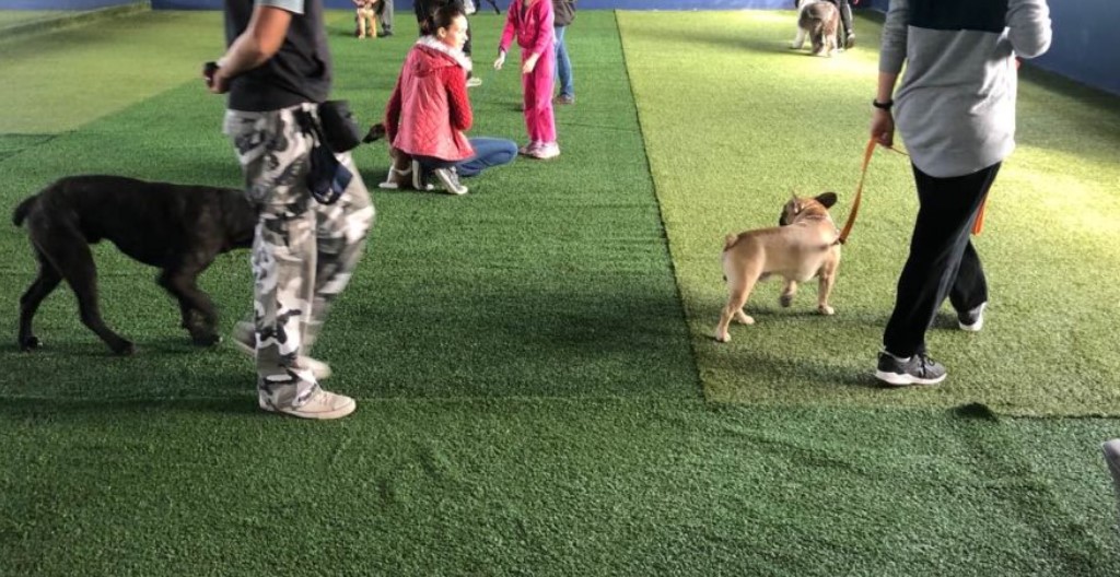 Тренировка на кучета